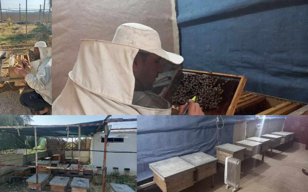 Iraqi bees - new business in Bartella!